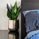 Plants in a Bedroom
