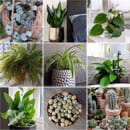 Best bedroom Plants