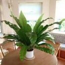 Bird's Nest Fern