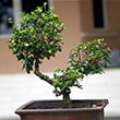 Indoor Bonsai Tree