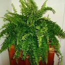 Boston Fern