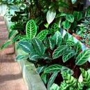 Calathea