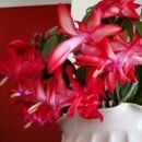 Christmas Cactus