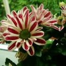 Chrysanthemum