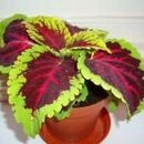 Coleus