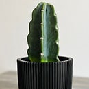 Cuddly Cactus in a black planter