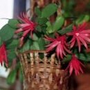Easter Cactus