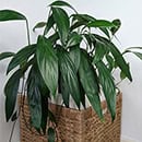 Epipremnum Amplissimum Pothos Plant on wicker basket
