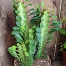 Close view of the African Milk Tree (Euphorbia Trigona)