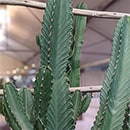 Euphorbia ingens plant