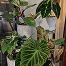 Expensive plants for sale
