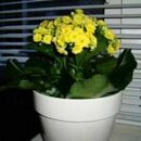 Kalanchoe