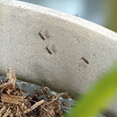 Fungus Gnats on houseplants