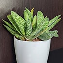 Gasteria (Ox Tongue)