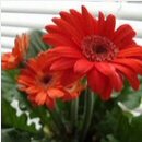 Gerbera