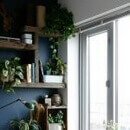 Houseplants are good for human health