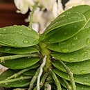 An orchid with water on its leaves