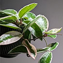 A small hoya carnosa plant in a green planter