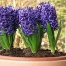 Hyacinth