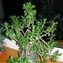 Jade Plant