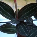 Jewel Orchid