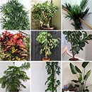 Collection of tall houseplants