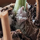 Lots of Mealybugs on a houseplant