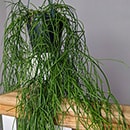 Rhipsalis baccifera Mistletoe Cactus with stems hanging down from the edge of its container
