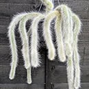 Monkey Tail Cactus in a hanging basket in front of a black wooden fence