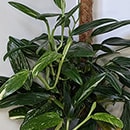 Monstera Standleyana