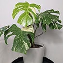 Monstera Thai Con plant