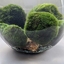 Moss Balls