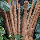 Stacked up moss poles surrounded by houseplants