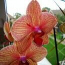 Moth Orchid