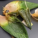 mushy leaves from an overwatered succulent