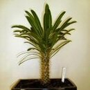 Madagascan Palm