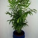 Parlour Palm