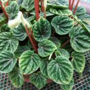 Peperomia