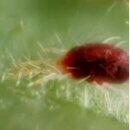 Common House Plant Pests