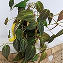 Philodendron Micans