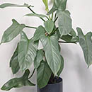 Philodendron Silver Sword