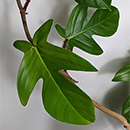 Philodendron squamiferum leaves on a vine