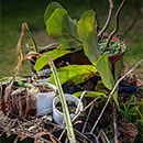 Houseplant waste