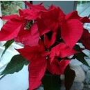 Poinsettia