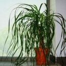 Ponytail Palm