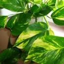 Pothos