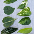 Pothos Varieties
