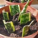 Snake Plant cuttings being propagated