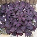 Purple Shamrock