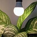 light bulb above a plant